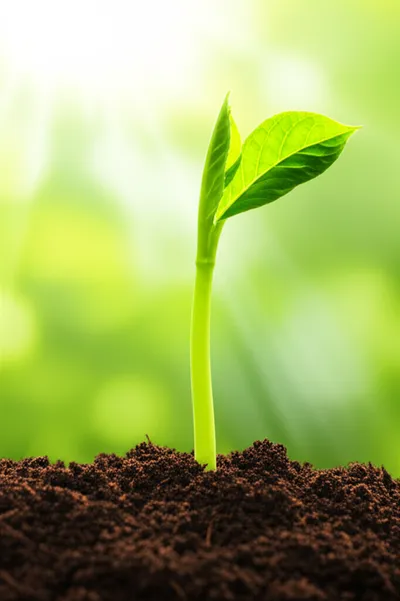 Illustration growing - Image 2