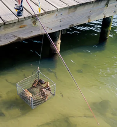 Illustration crab - Image 1