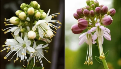 Illustration dioecious - Image 1