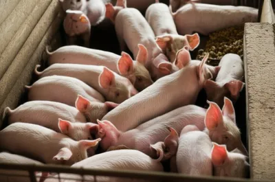 Illustration frank - Image 1