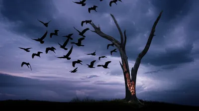 Illustration bodes - Image 1