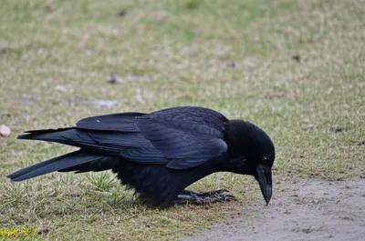 Illustration rook - Image 1