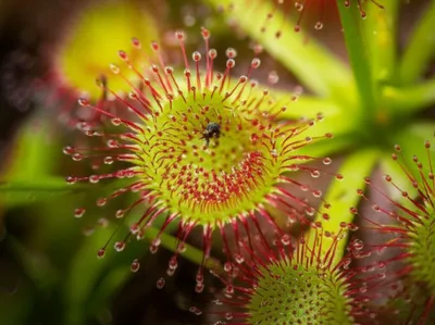 Illustration tentacles - Image 1