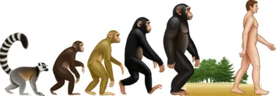 Illustration primate - Image 1