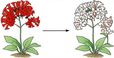 Illustration backcrosses - Image 1