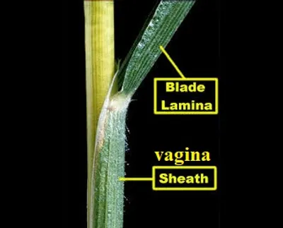 Illustration vagina - Image 2