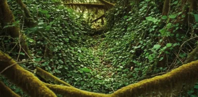 Illustration choked - Image 1