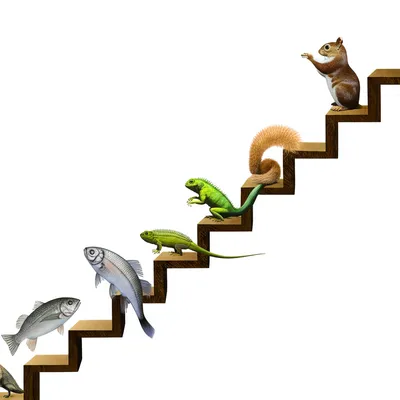 Illustration grades - Image 1