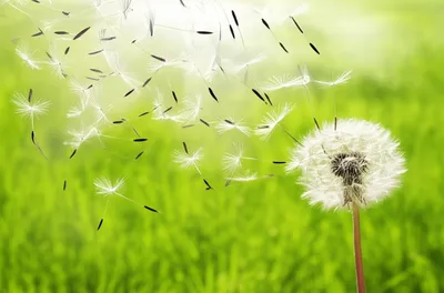 Illustration wafted - Image 1