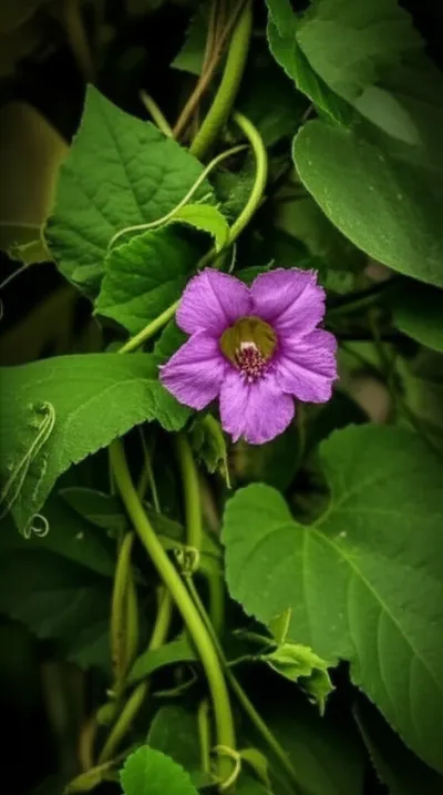 Illustration encumbrances - Image 1