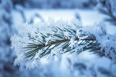 Illustration frosts - Image 1