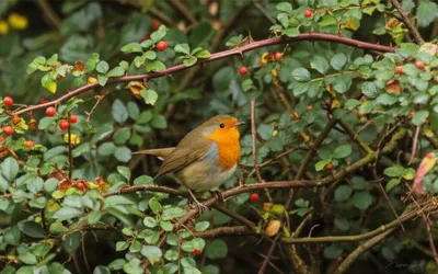 Illustration bullfinch - Image 1