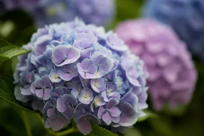 Illustration hortensias