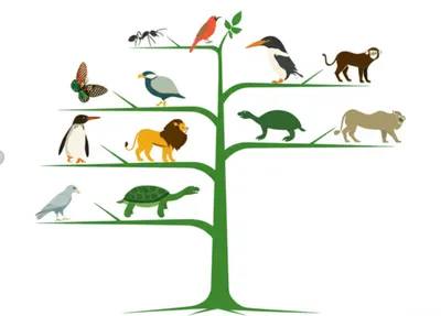 Illustration systematic - Image 1