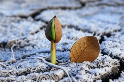 Illustration untimely - Image 1