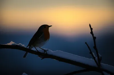 Illustration harbinger