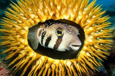 Illustration pineapples - Image 1