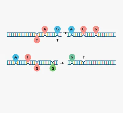 Illustration complement - Image 1