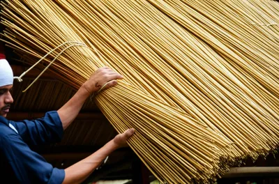 Illustration reed - Image 1