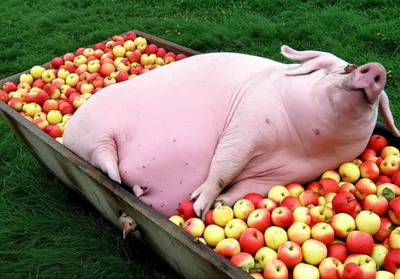 Illustration battened - Image 1