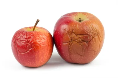 Illustration shrunken - Image 1