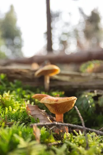 Illustration girolles - Image 2