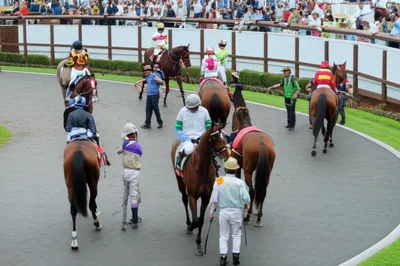 Hình ảnh minh họa paddock - Ảnh 1