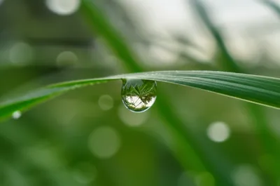 Illustration dewdrop - Image 1