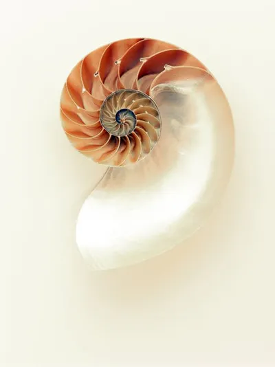Illustration nautilus - Image 2
