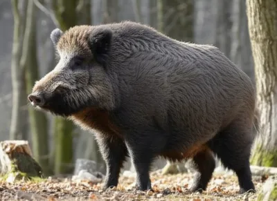 Illustration brawn - Image 1