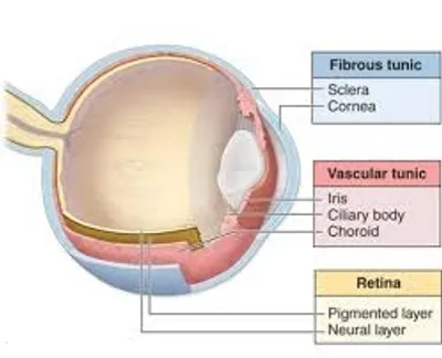 Illustration tunic - Image 2