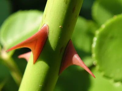 Illustration pricks - Image 1