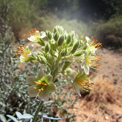 Illustration mignonette