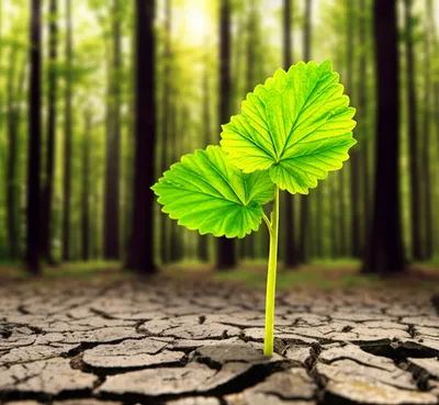 Illustration initiate - Image 1