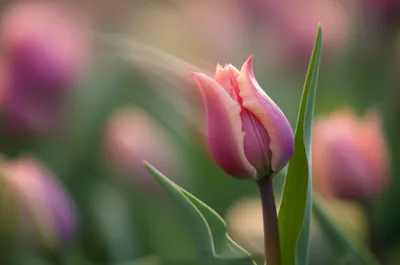 Illustration blowing - Image 1