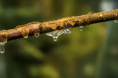 Illustration mucilage - Image 1