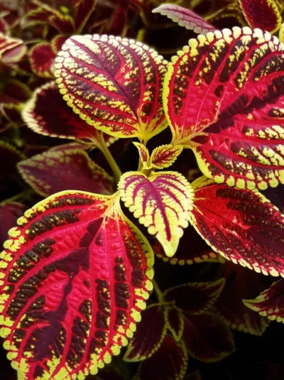 Illustration variegated - Image 1