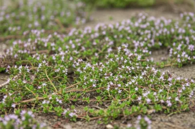 Illustration procumbent - Image 1