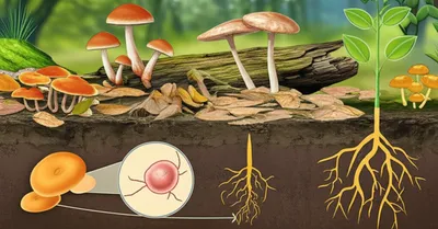 Illustration fungi - Image 1