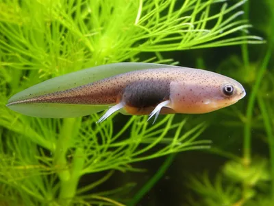 Illustration wogs - Image 1