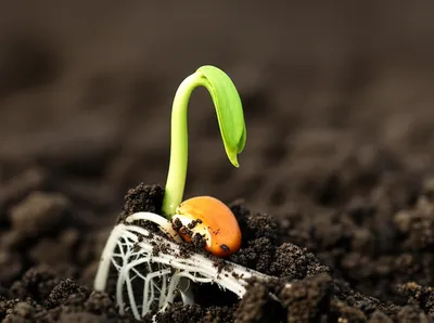 Illustration inchoative - Image 1