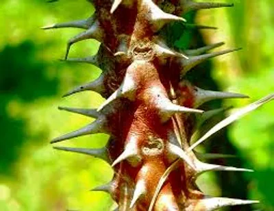 Illustration spine - Image 4