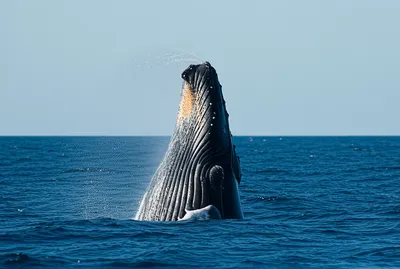 Illustration blown - Image 1