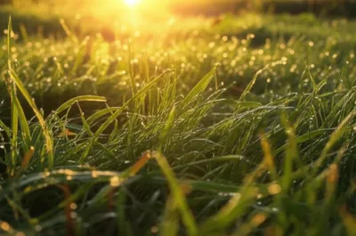 Illustration risen - Image 1