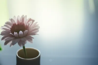 Illustration neutered - Image 1