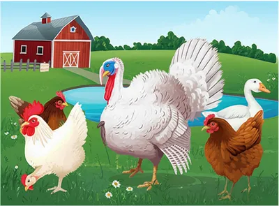 Hình ảnh minh họa poultry