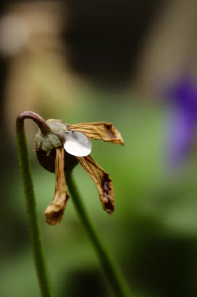 Illustration scathed