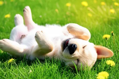 Illustration basking - Image 1