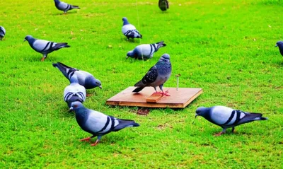 Hình ảnh minh họa stools - Ảnh 1