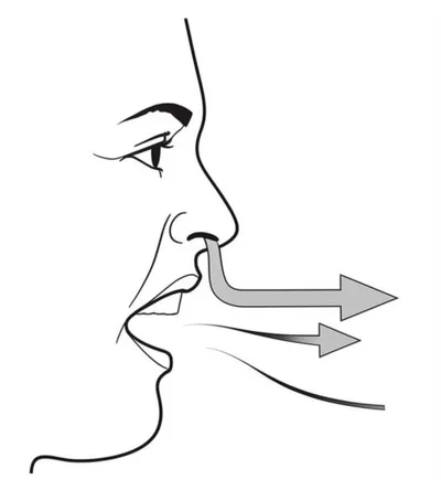 Illustration nasals - Image 1